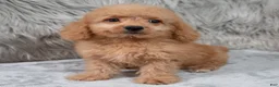 Mini Goldendoodle dogs for sale: Ranger ID: 3859 - Ad 4