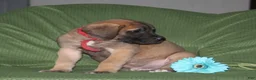 English Mastiff dogs for sale: George  - Ad 4
