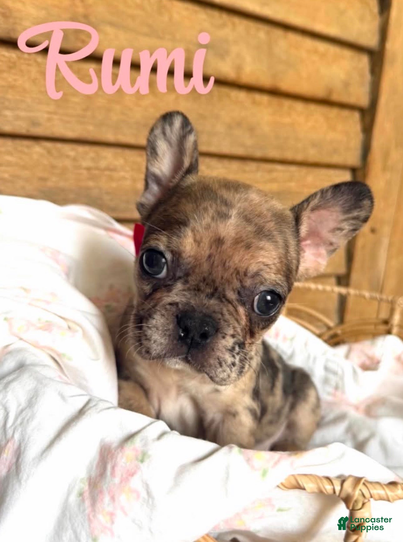 French Bulldog dogs for sale: French Bulldog 5 - Ad 3