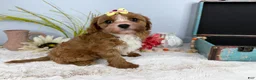 Cavapoo dogs for sale: Zoe  - Ad 9