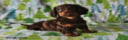 Miniature Dachshund dogs for sale: Charlie - Ad 4