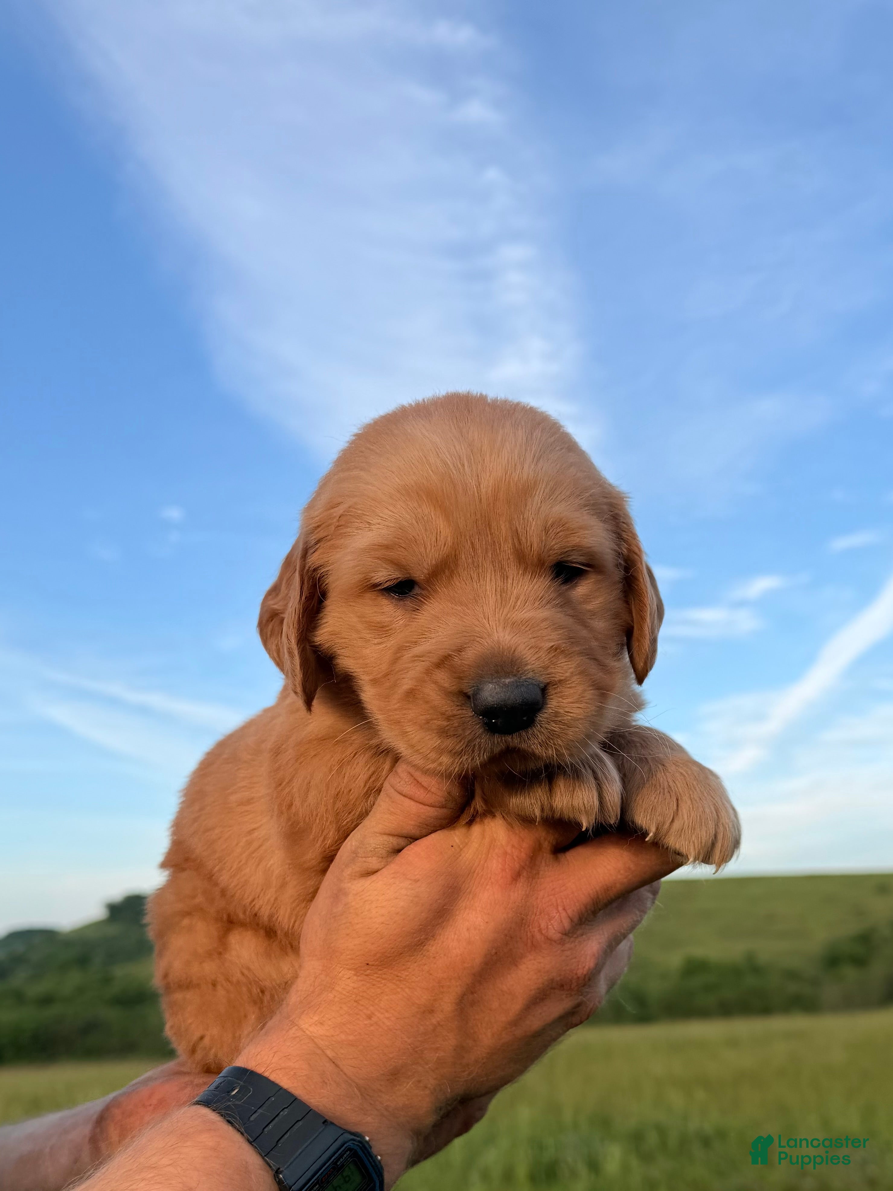 Golden Retriever dogs King - Ad 2