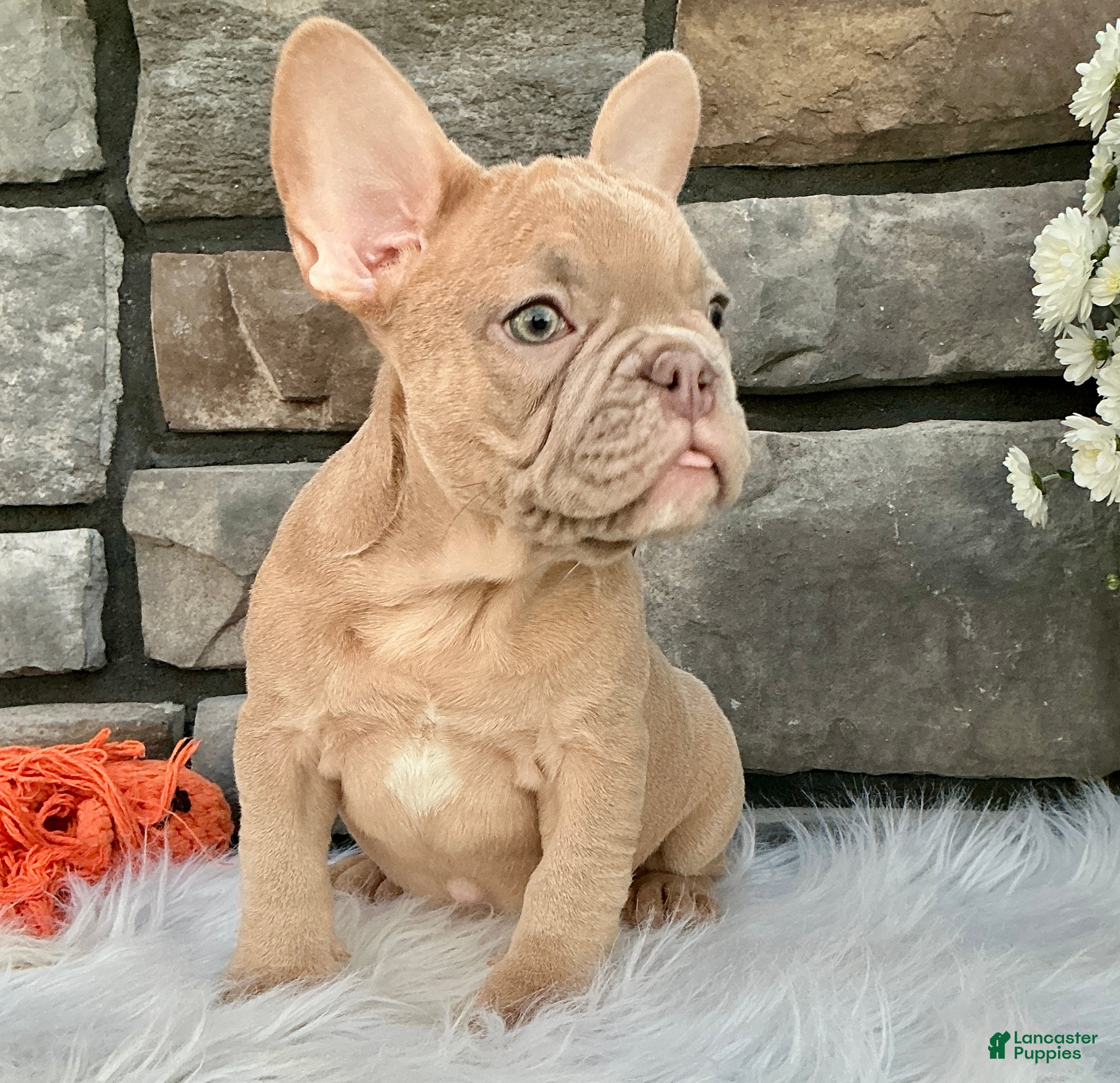 French Bulldog dogs Duke - Ad 2