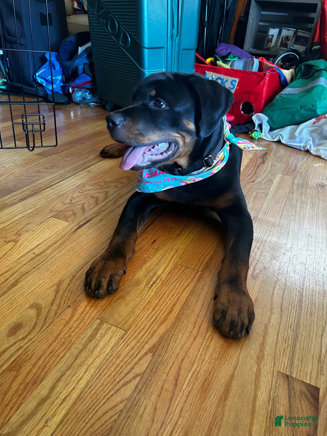 Rottweiler dogs for sale: Loki  - Ad 8