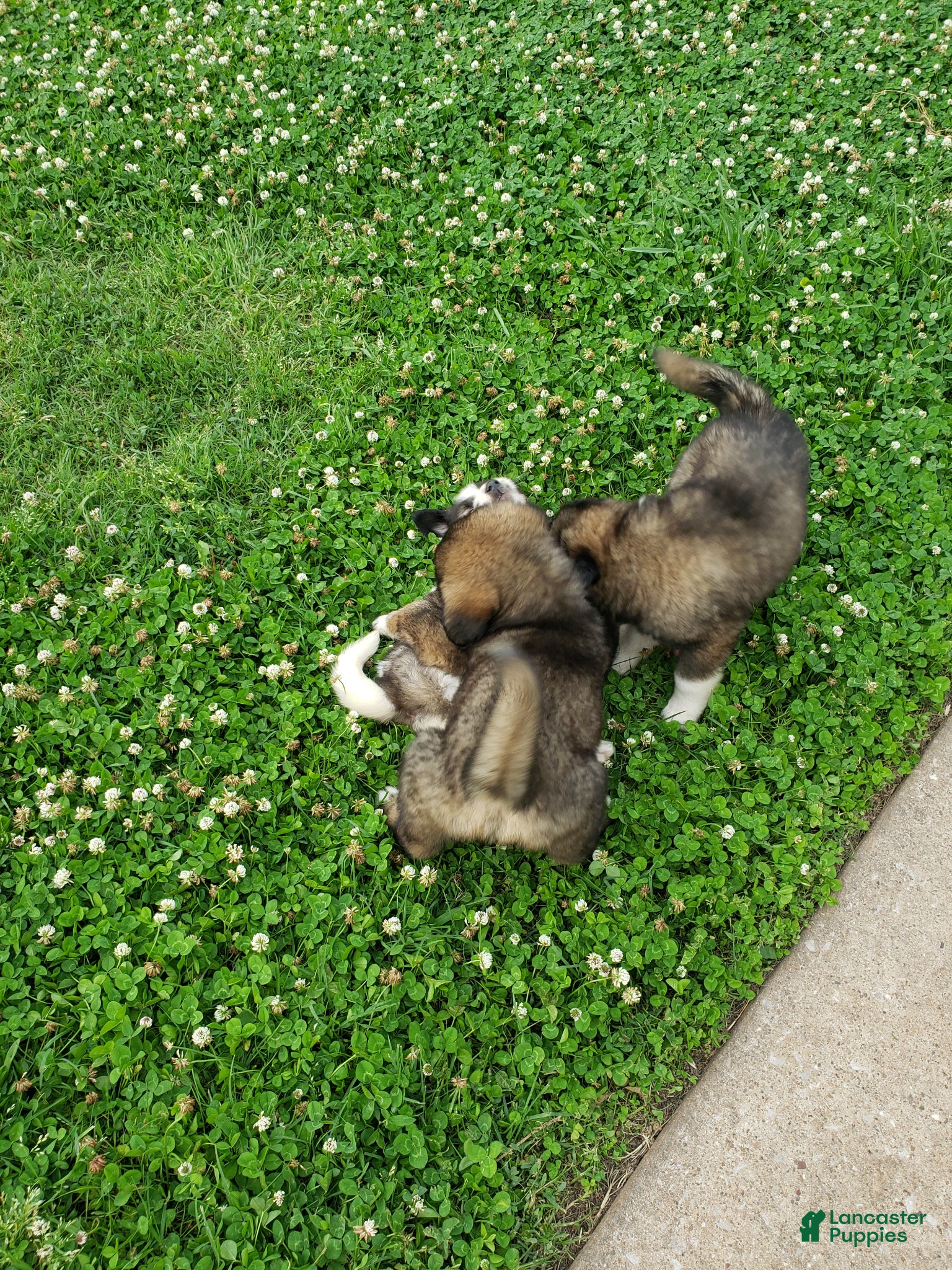 Caucasian Shepherd Dog dogs Caucasian Shepherd Dog Puppy 9 - Ad 3
