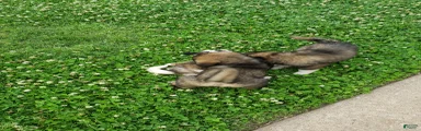 Caucasian Shepherd Dog Puppy 9
