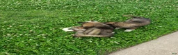 Caucasian Shepherd Dog dogs for sale: Caucasian Shepherd Dog Puppy 7 - Ad 3