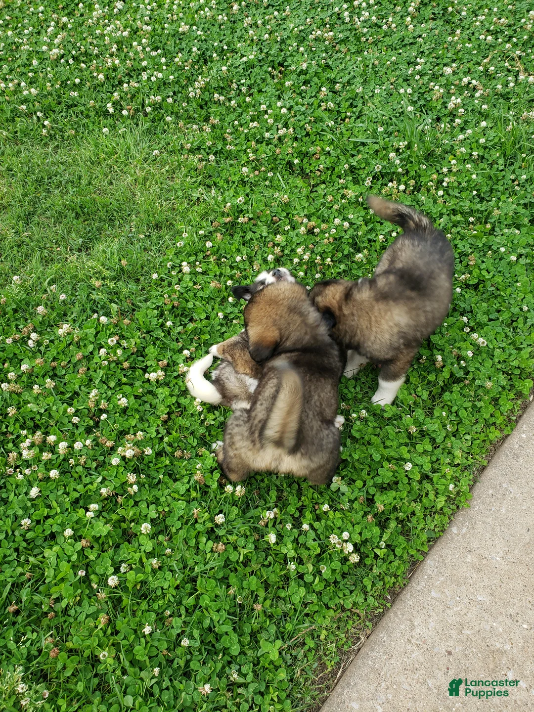 Caucasian Shepherd Dog dogs for sale: Caucasian Shepherd Dog Puppy 9 - Ad 1