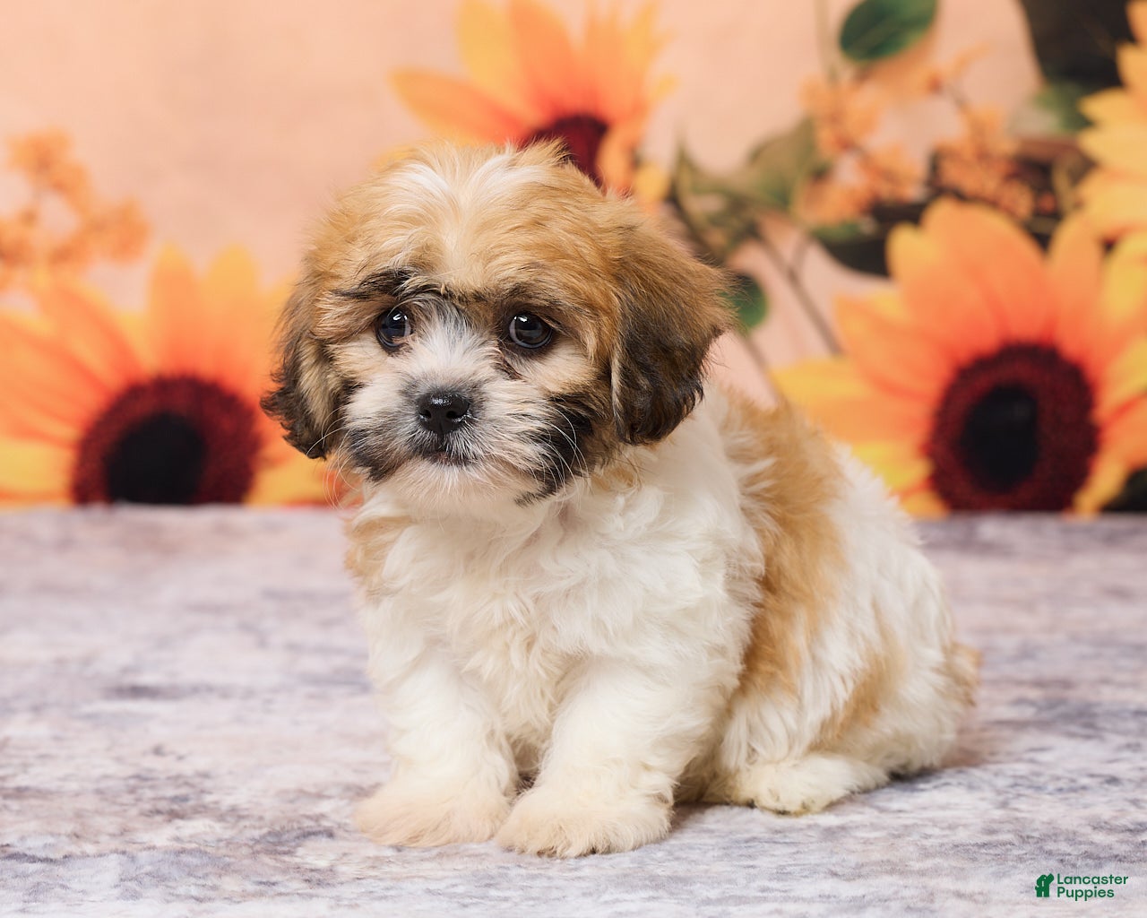 Teddy Bear dogs for sale: Tobey - Ad 2