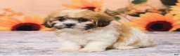 Teddy Bear dogs for sale: Tobey - Ad 2