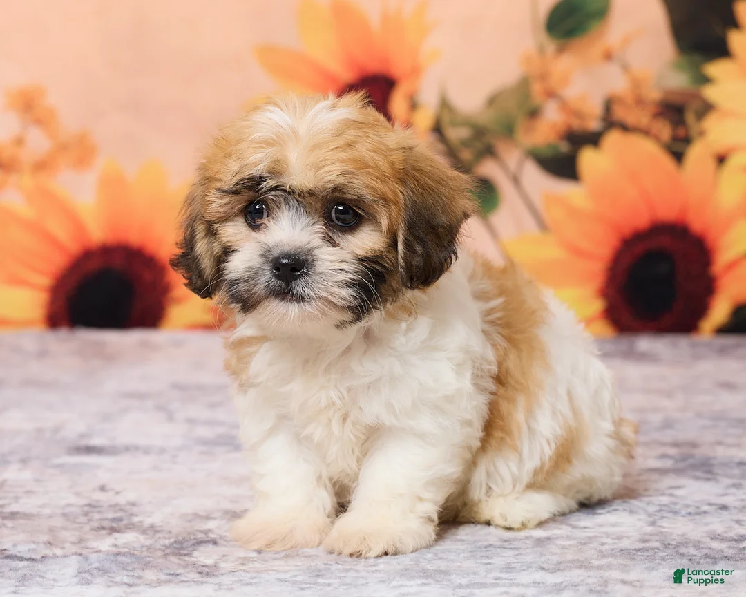 Teddy Bear dogs for sale: Tobey - Ad 2