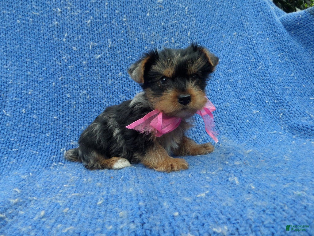 Yorkshire Terrier dogs Gina - Ad 2