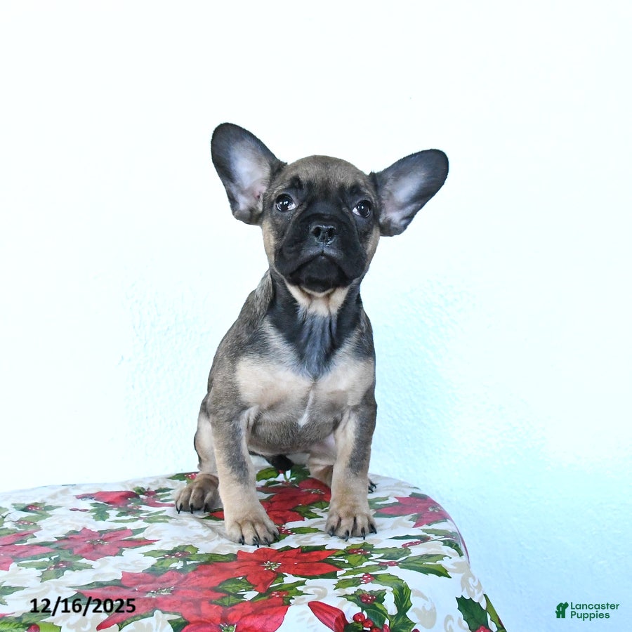 French Bulldog dogs Penny - Ad 32