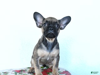 French Bulldog dogs Penny - Ad 32