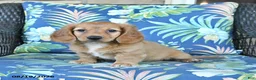 Miniature Dachshund dogs for sale: Rosie - Ad 2