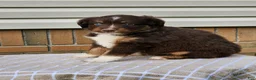 Miniature Australian Shepherd dogs for sale: Beauty  - Ad 3