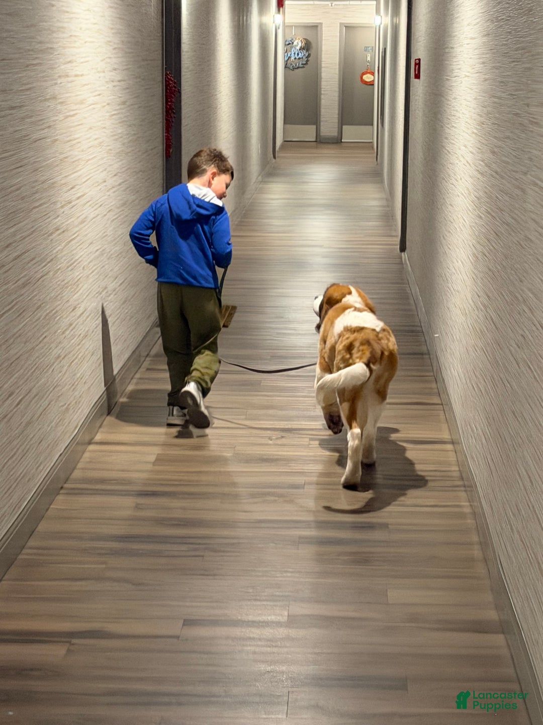 Saint Bernard dogs for sale: Travis  - Ad 7