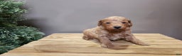 Mini Goldendoodle dogs for sale: Nash - Ad 2