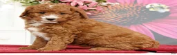 Mini Goldendoodle dogs for sale: Molly - Ad 3