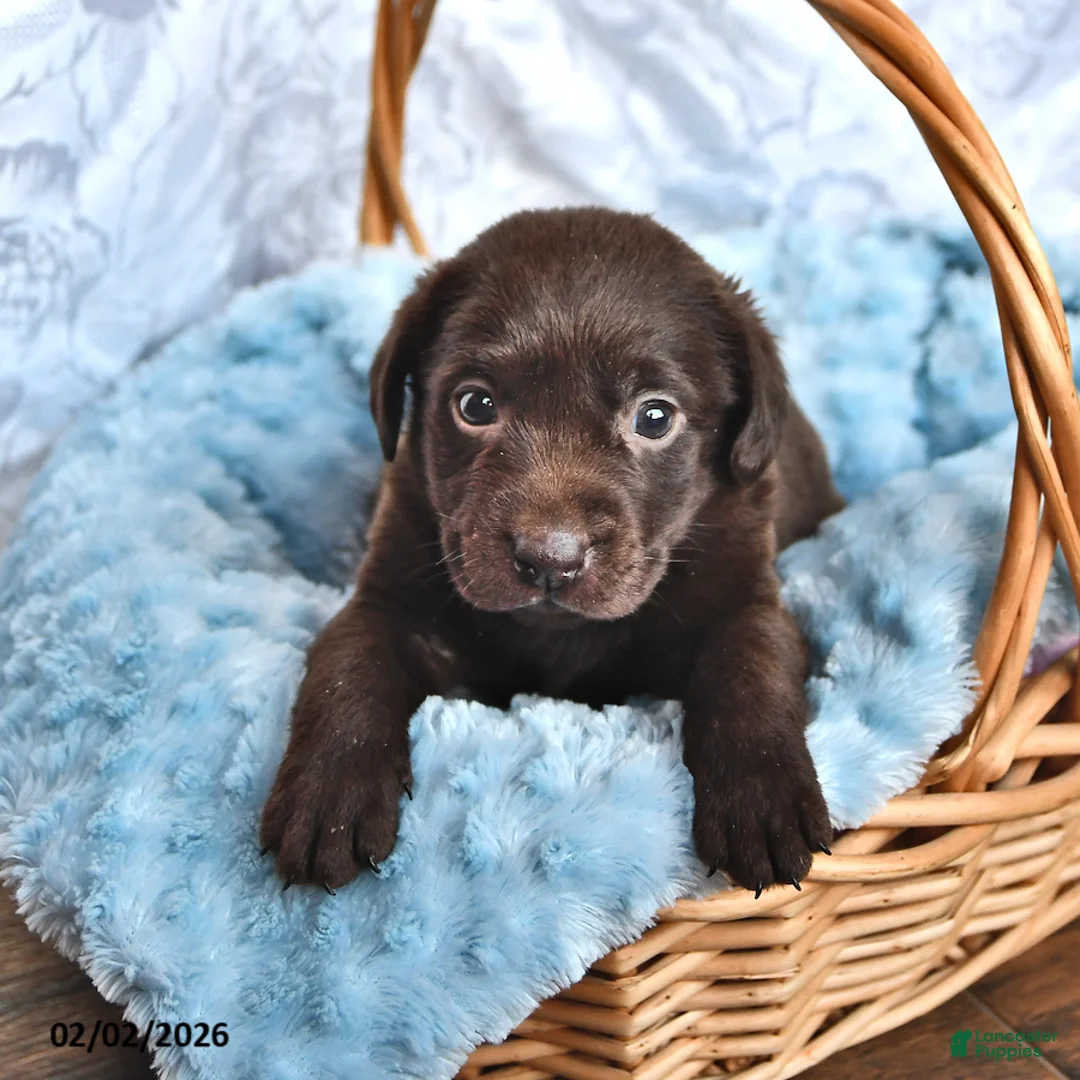 Labrador Retriever dogs for sale: Lucas - Ad 2