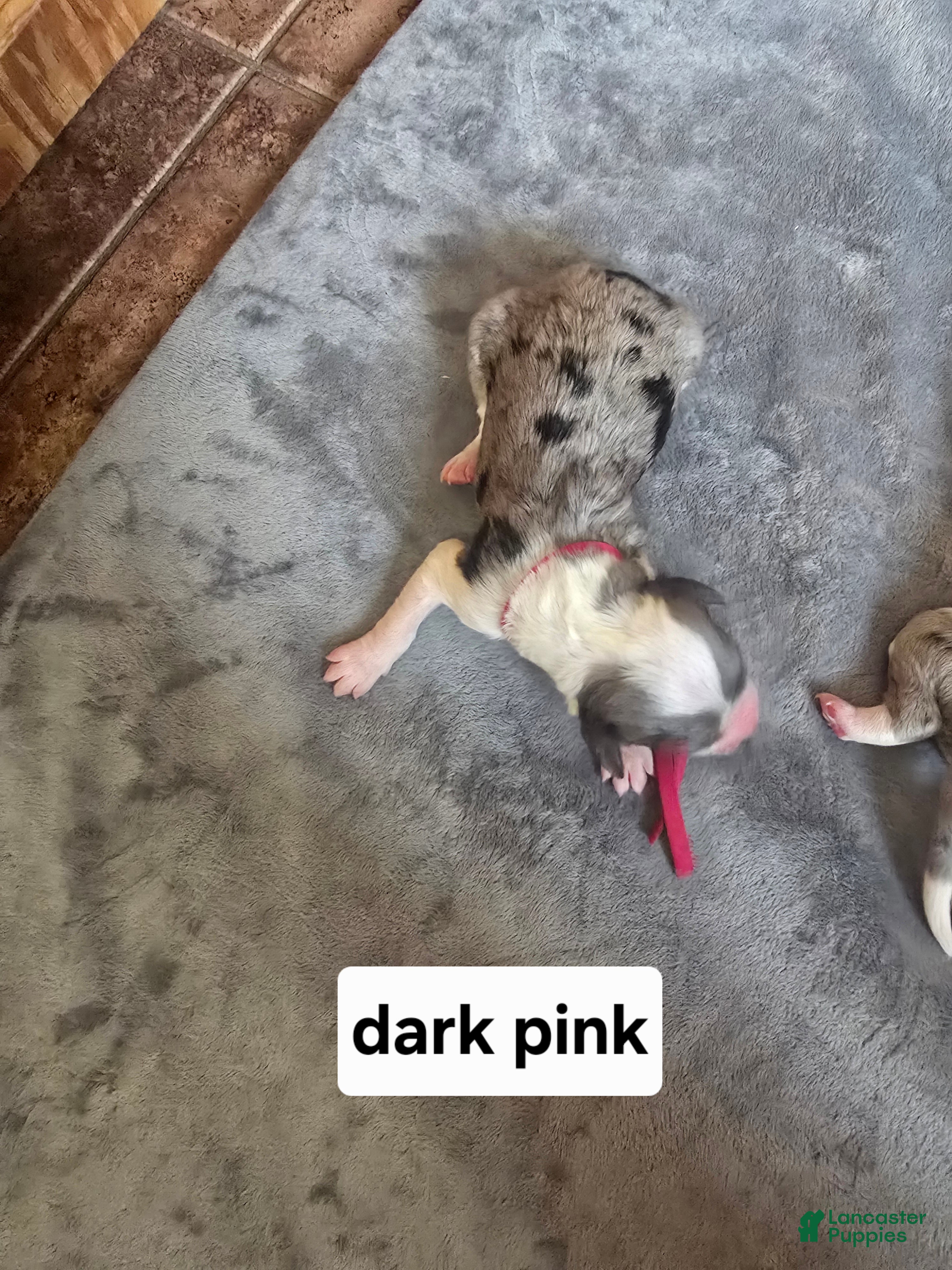 Sheepadoodle dogs Daisy-dark pink collar  - Ad 25