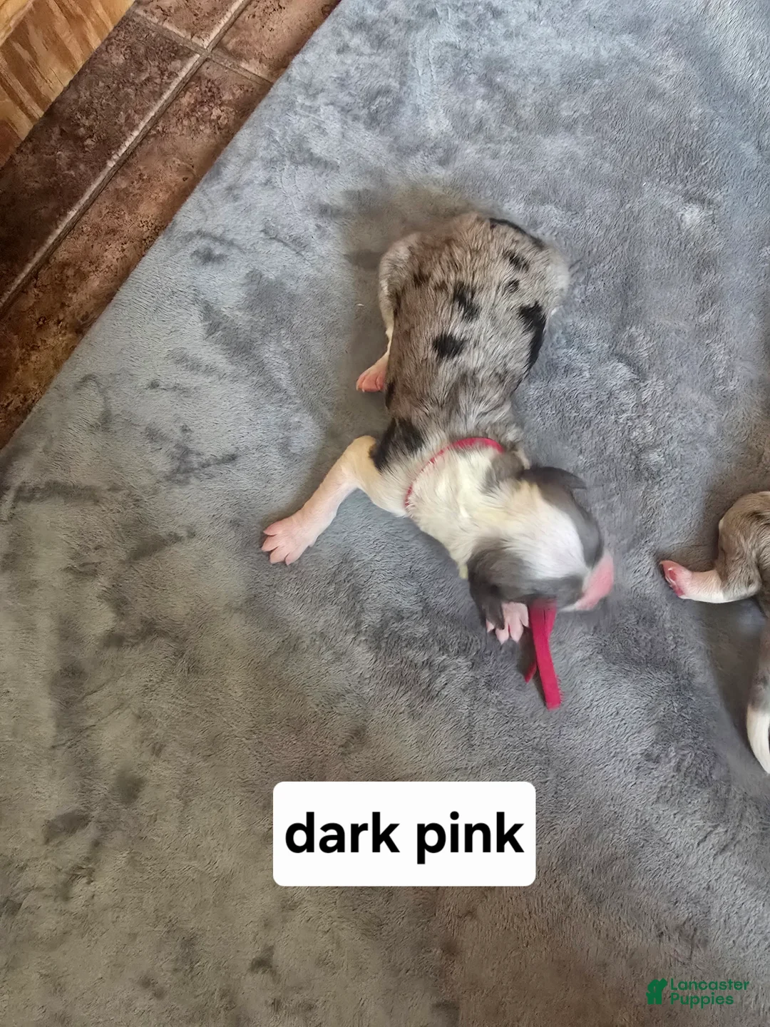 Sheepadoodle dogs for sale: Daisy-dark pink collar  - Ad 1