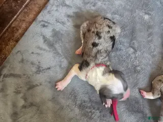 Sheepadoodle dogs Daisy-dark pink collar - Ad 25