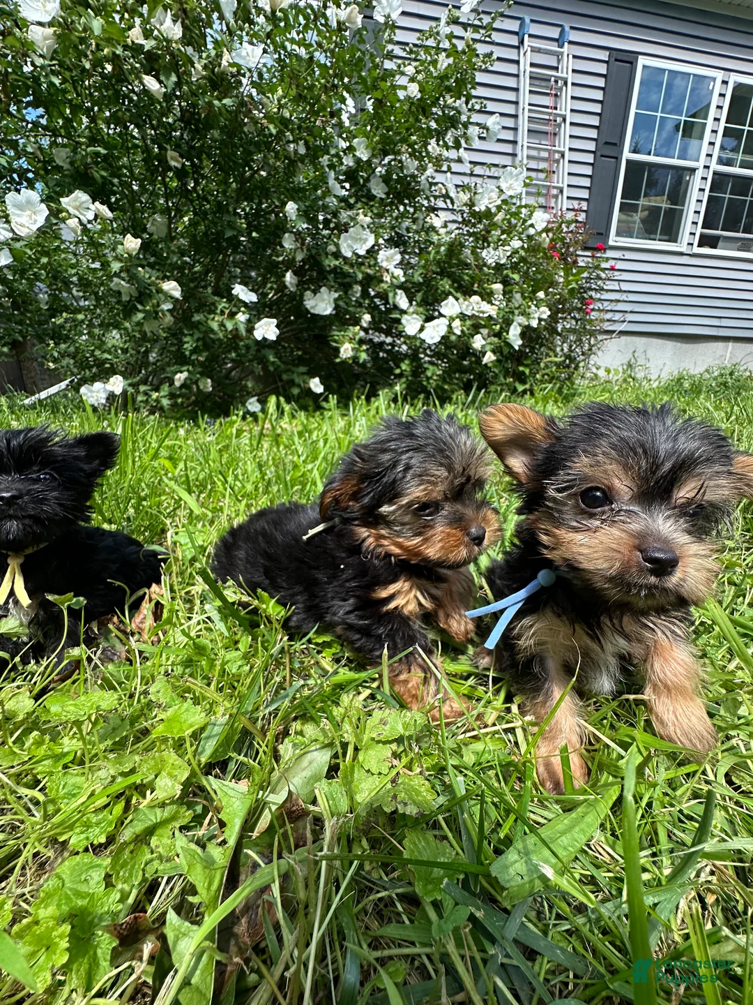 Yorkiepoo dogs for sale: Blue - Ad 2