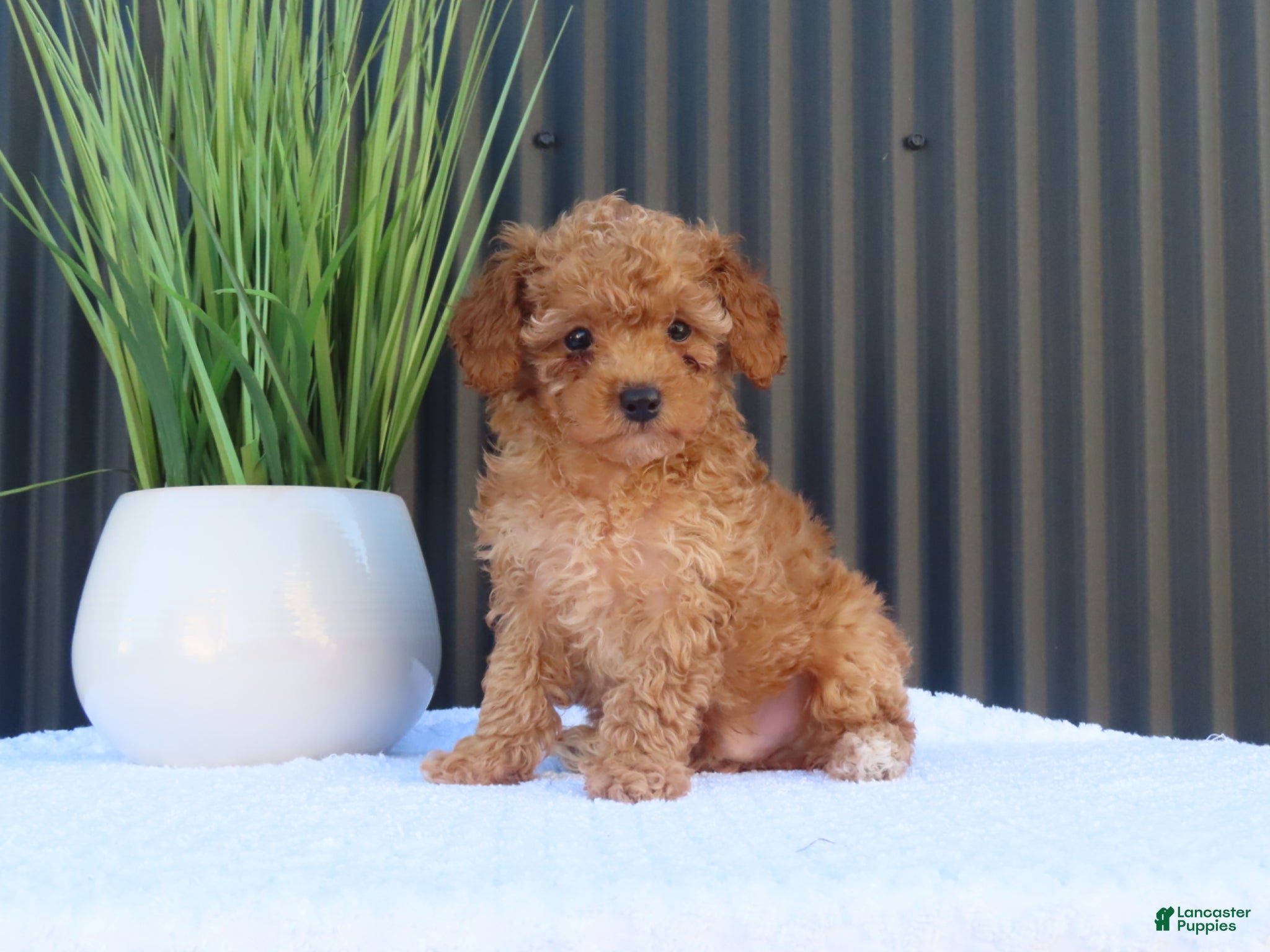Toy Poodle dogs for sale: Bobby - Ad 1