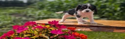 Cavalier King Charles Spaniel dogs for sale: Ivy - Ad 9