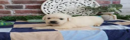 Golden Retriever dogs for sale: Turbo - Ad 7