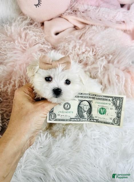 Maltese dogs Maltese Puppy 1 - Ad 3