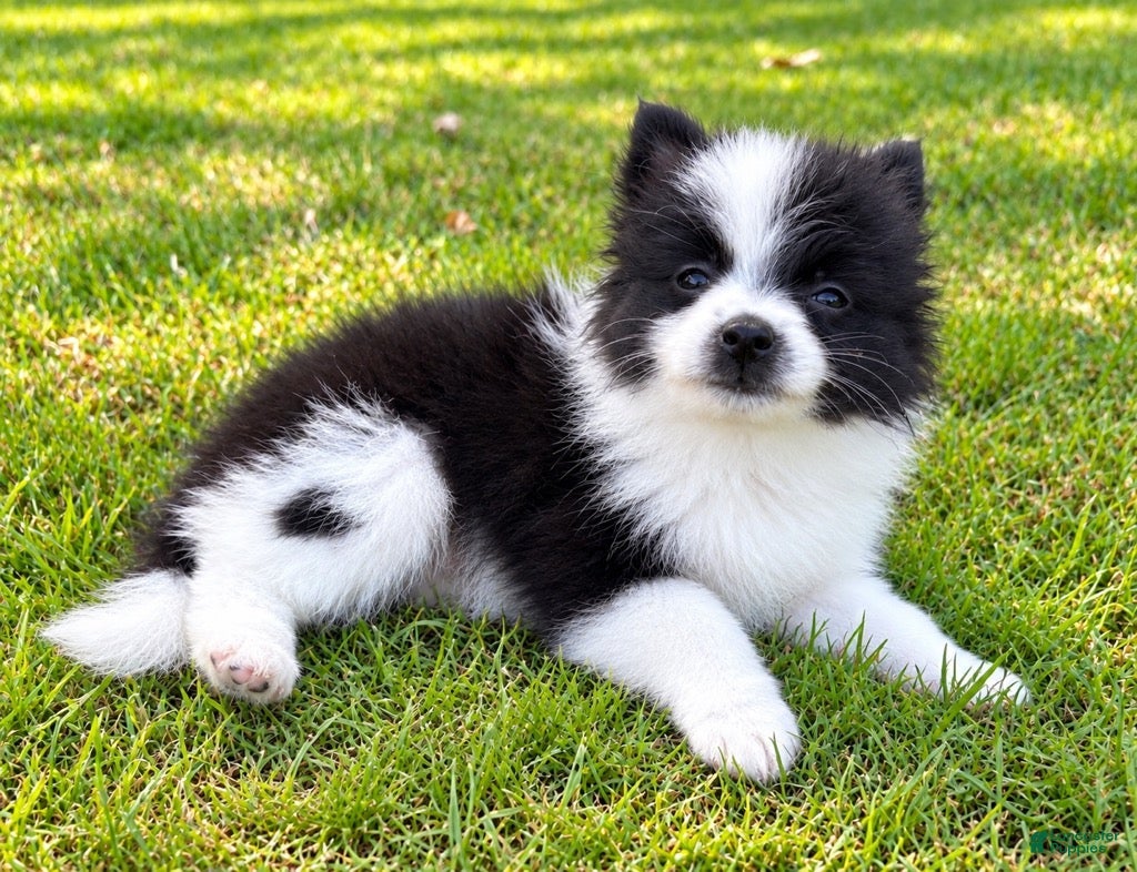 Pomeranian dogs Pomeranian  - Ad 2