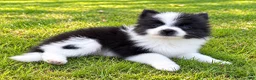 Pomeranian dogs for sale: Pomeranian  - Ad 2