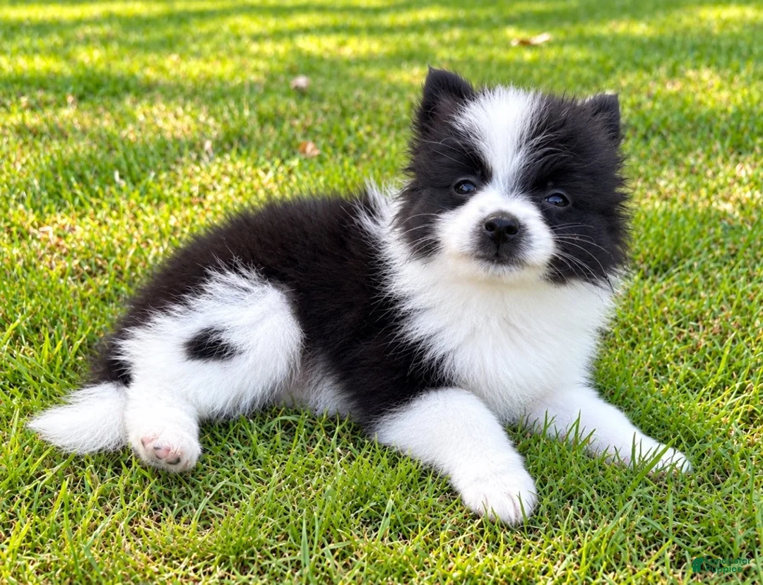 Pomeranian dogs for sale: Pomeranian  - Ad 2