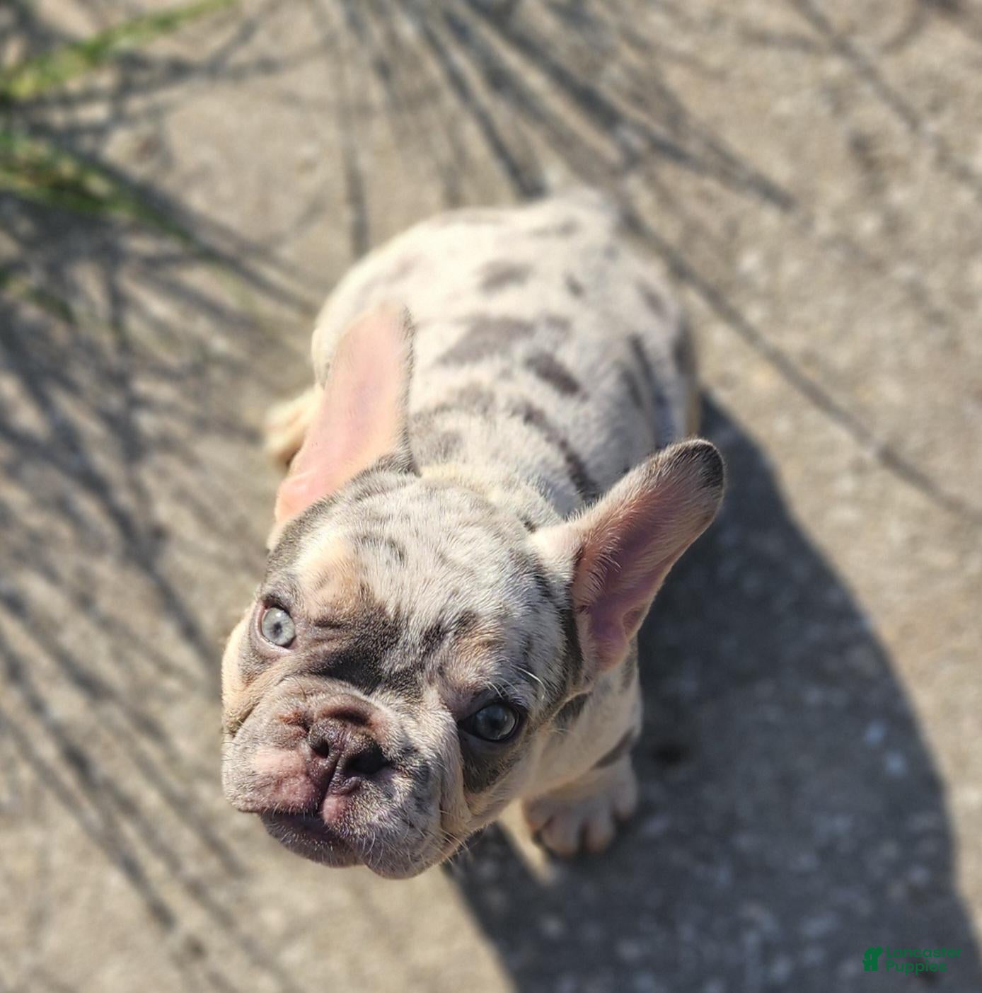 French Bulldog dogs French Bulldog 2 - Ad 2
