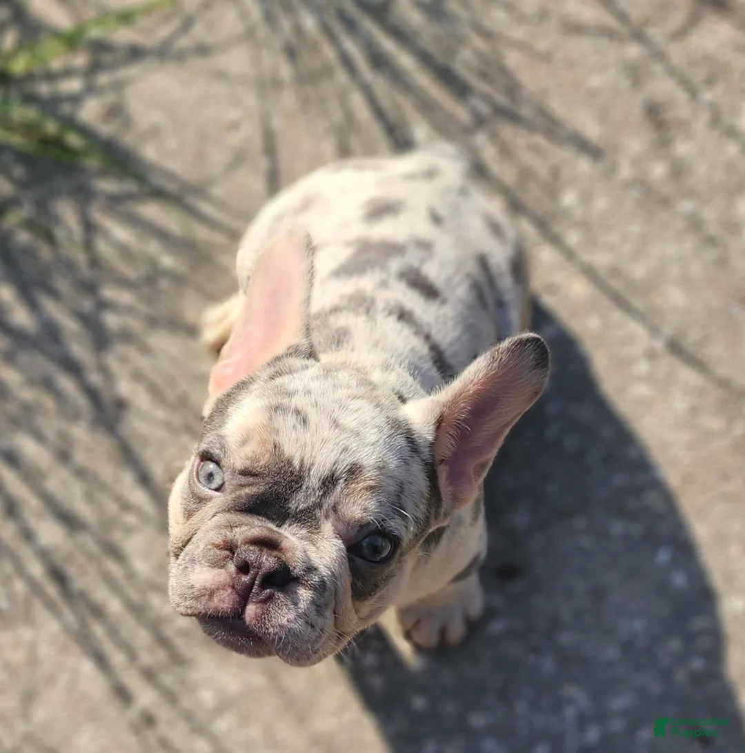 French Bulldog dogs for sale: French Bulldog 2 - Ad 2