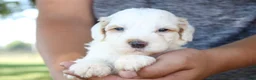 Mini Goldendoodle dogs for sale: Vlad - Ad 12