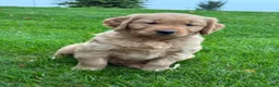 Golden Retriever dogs for sale: Nash - Ad 5
