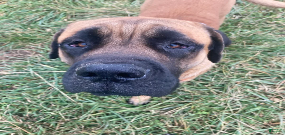 Gallery Image {{count}}