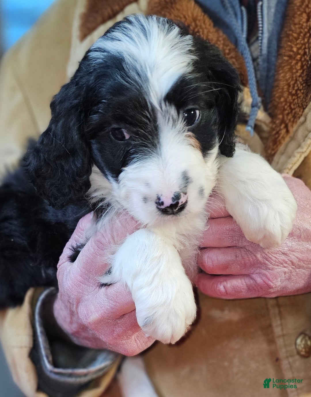 Bernedoodle dogs for sale: Bernedoodle Puppy 1 - Ad 6