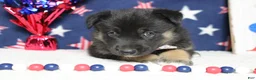 Mixed Breed dogs for sale: Pine  - Ad 4
