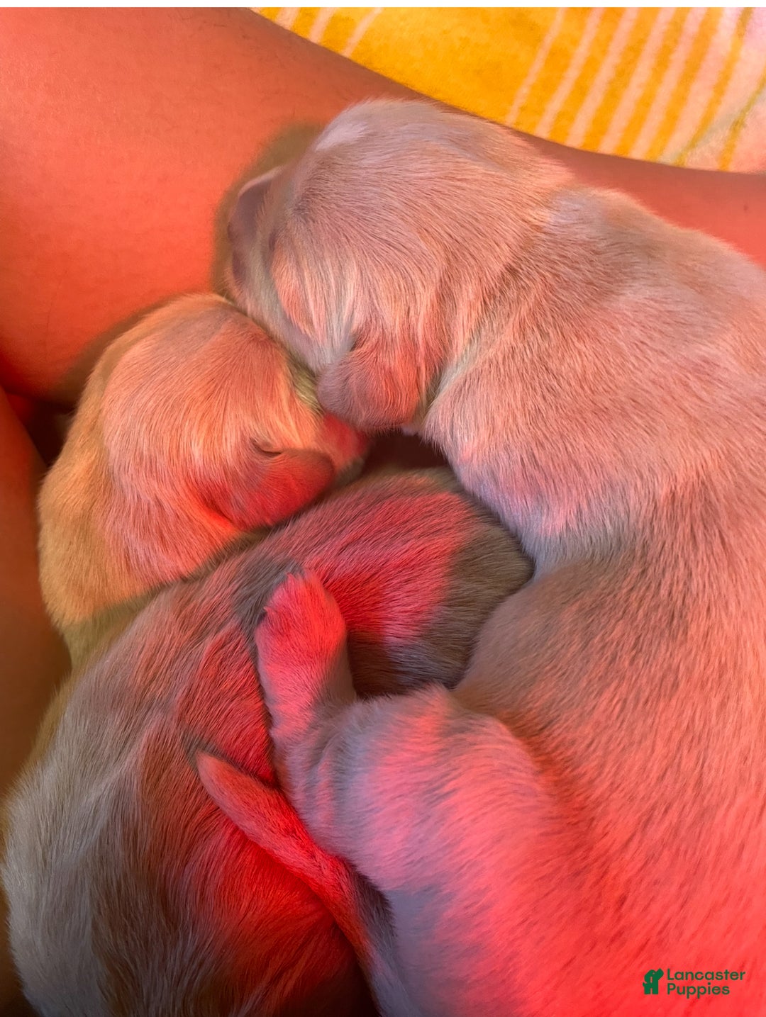 Golden Retriever dogs for sale: Male Pup 3 - Ad 1