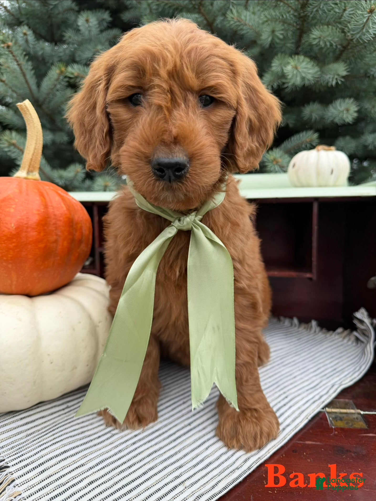 Goldendoodle dogs BANKS  - Ad 1