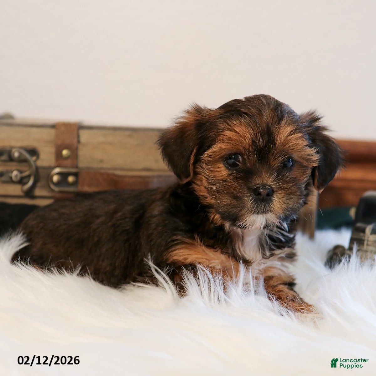 Shorkie dogs Macy - Ad 13