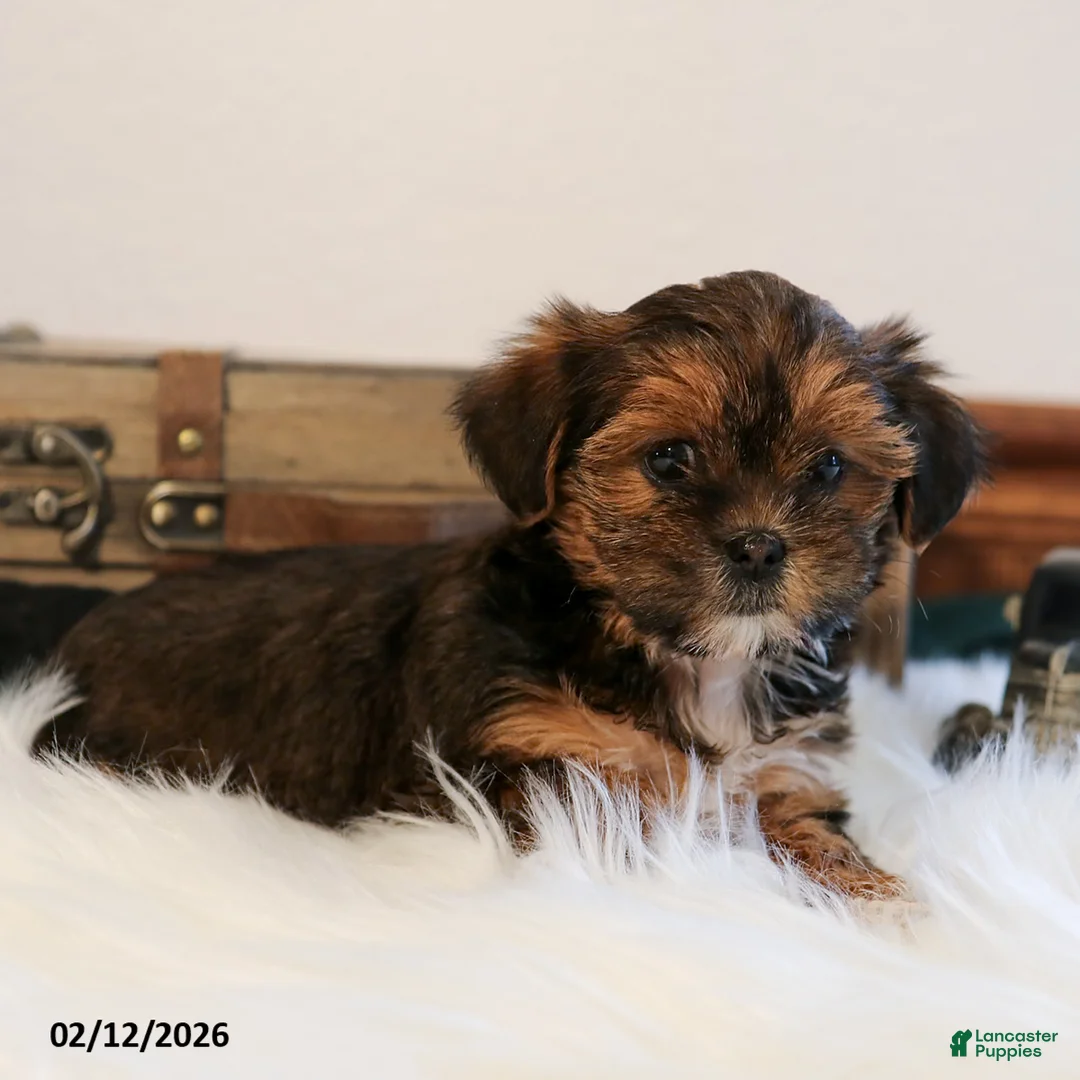 Shorkie dogs for sale: Macy - Ad 1