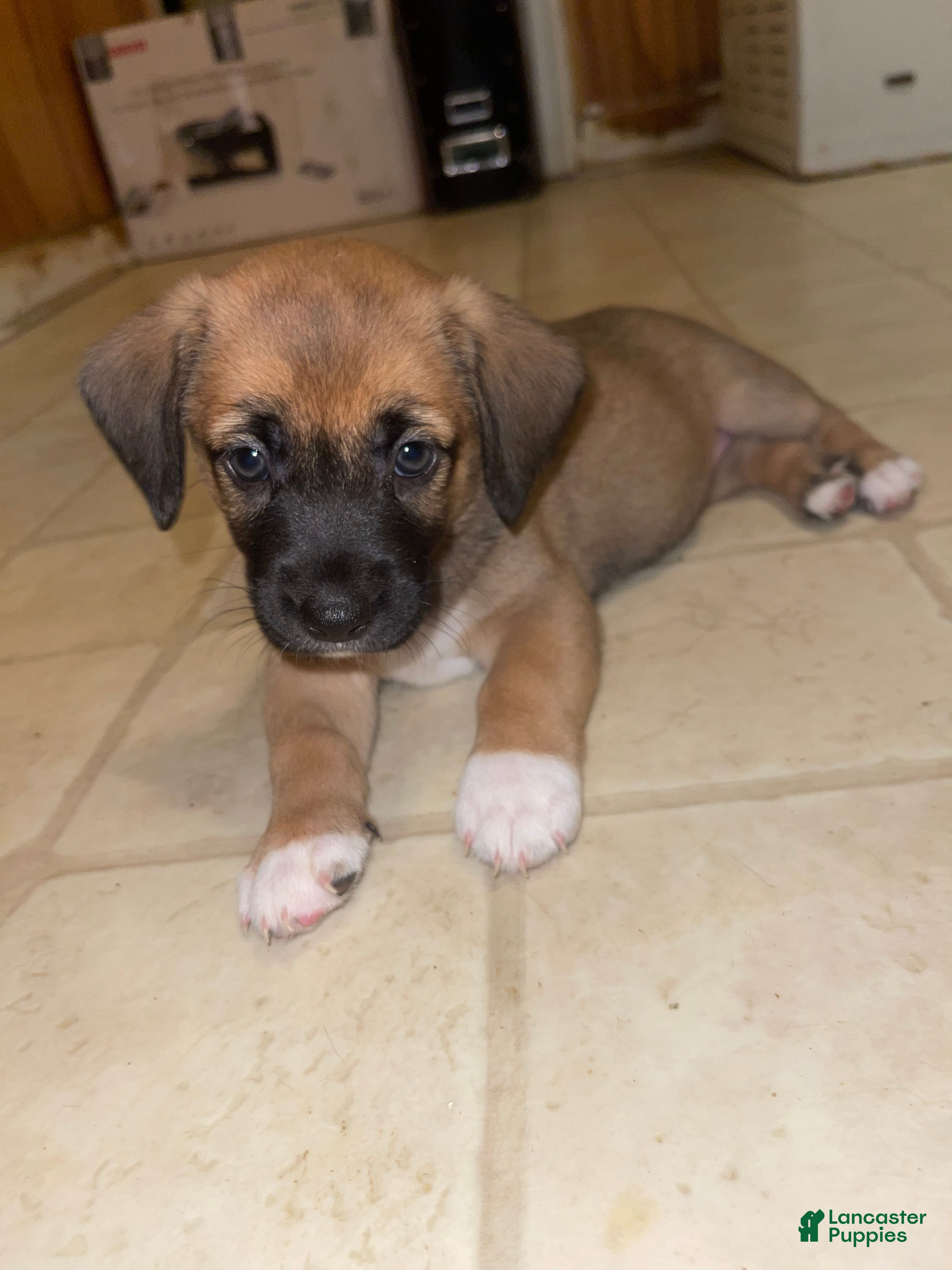 Mixed Breed dogs Garbanzo - Ad 38