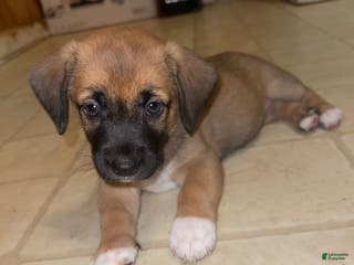Mixed Breed dogs Garbanzo - Ad 36