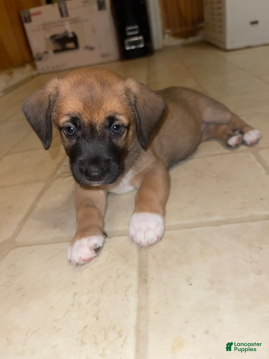 Mixed Breed dogs for sale: Garbanzo - Ad 1