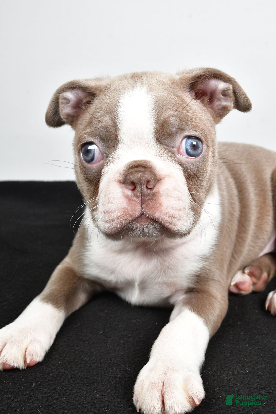 Boston Terrier dogs for sale: Macy - Ad 6